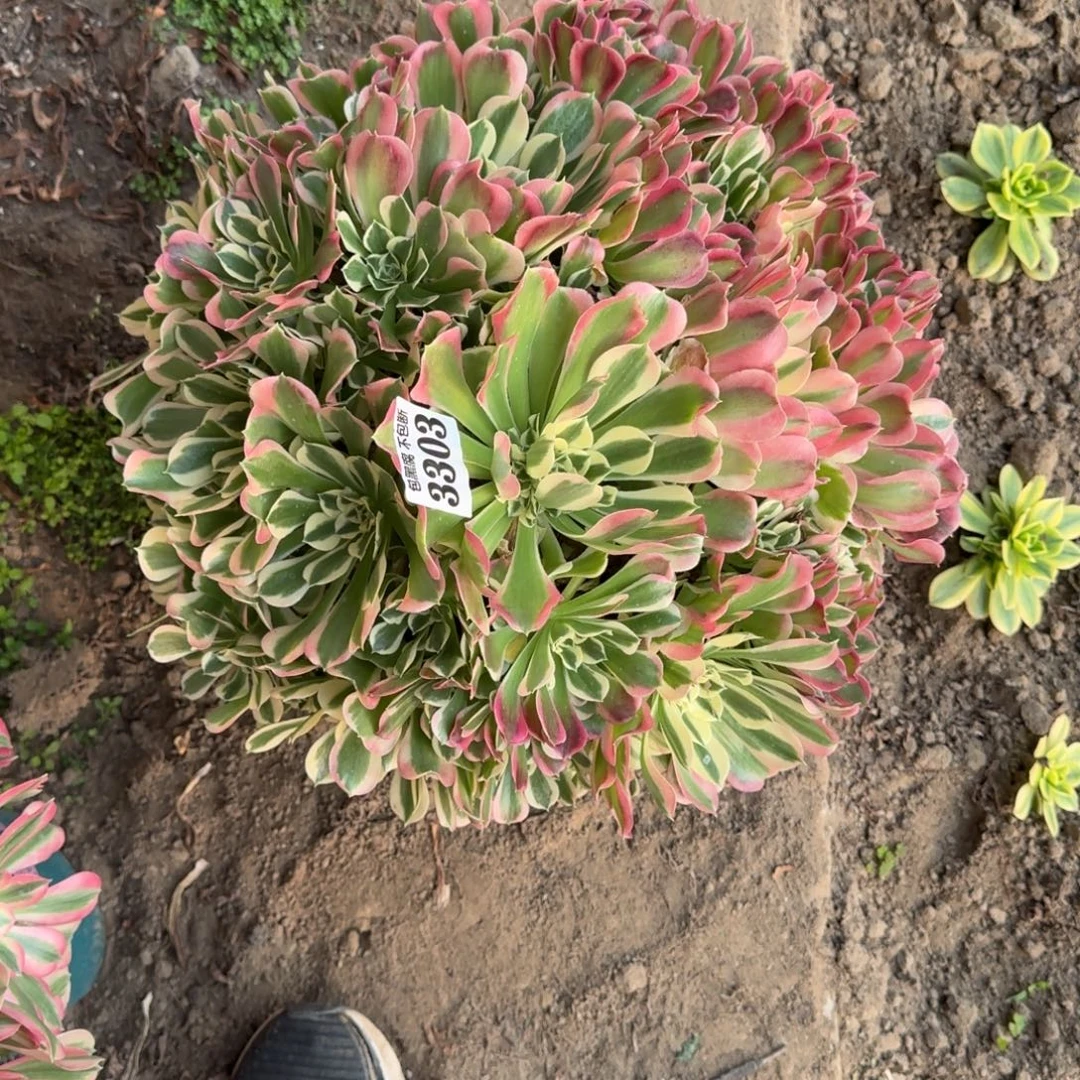 法师白凤3303 20-6