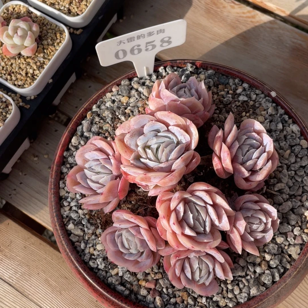 ✨***o0658西娜不带盆14厘米