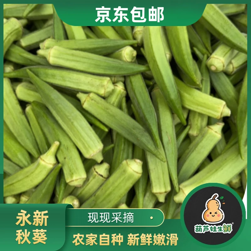 【永新秋葵】本地农家自种秋葵新鲜采摘 好吃蔬菜