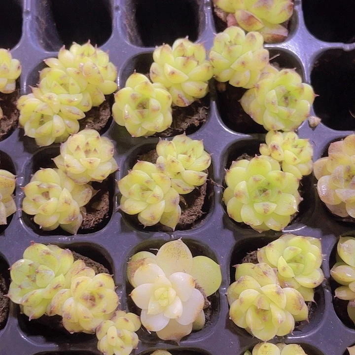 精品赤水晶多肉植物