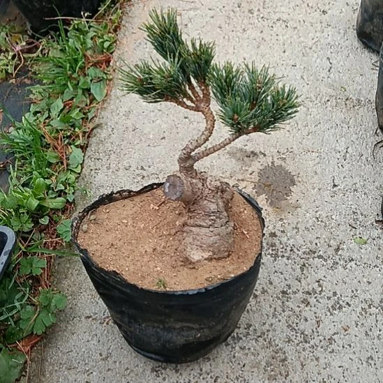 贵品大板松那须娘明星