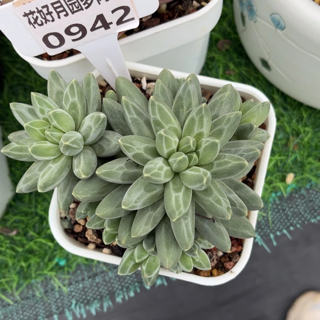 多肉植物0942 满30包邮