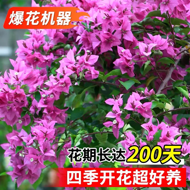 【高50-60】云南三角梅老桩棒棒糖三角梅带盆带土带花苞基地直发1