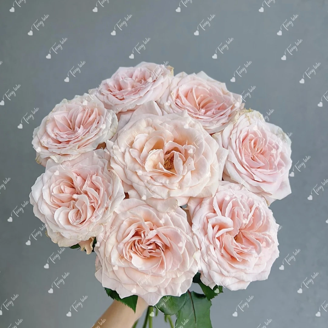 两单包邮！【暖心奶油酥】玫瑰花，建议空运