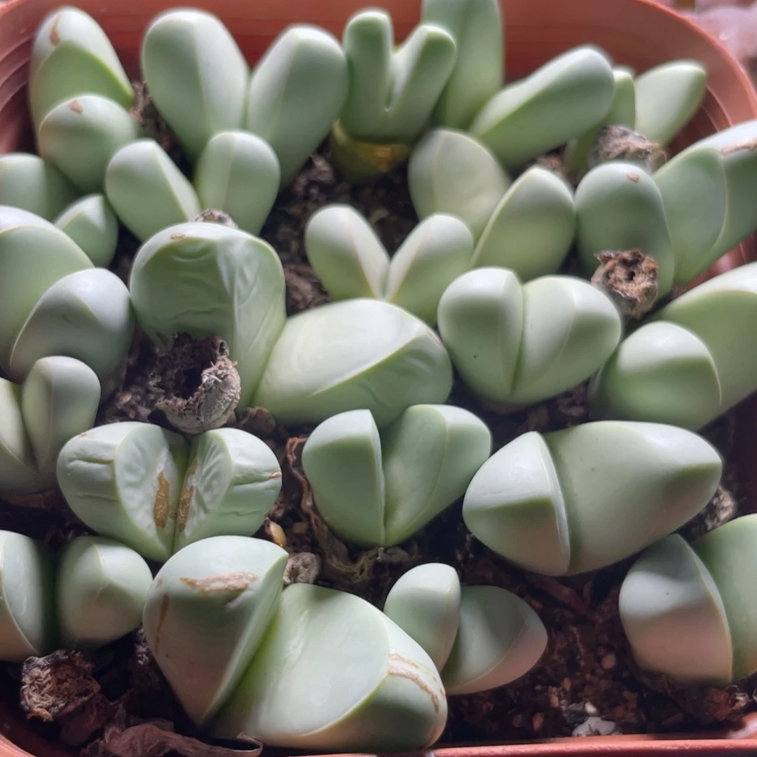 今晚大盆特价更新～3