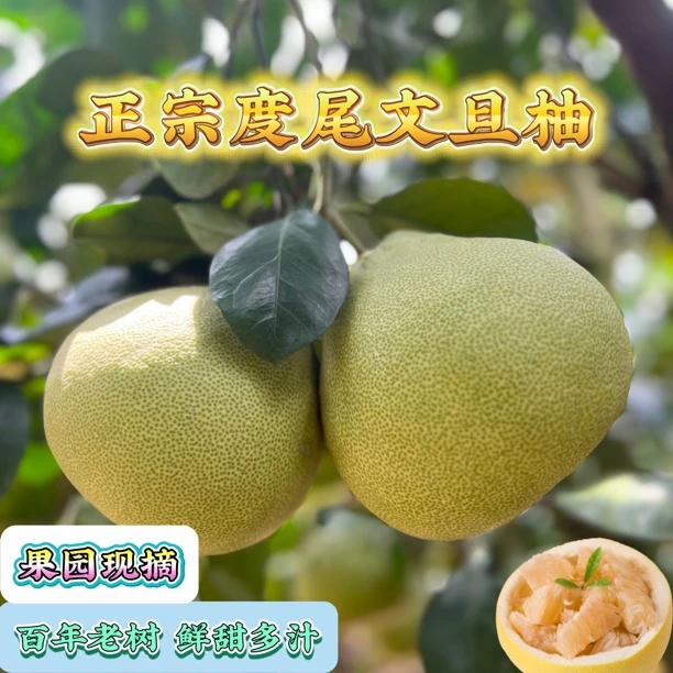 福建仙游度尾文旦柚新鲜当季水果酸甜多汁孕妇爱吃
