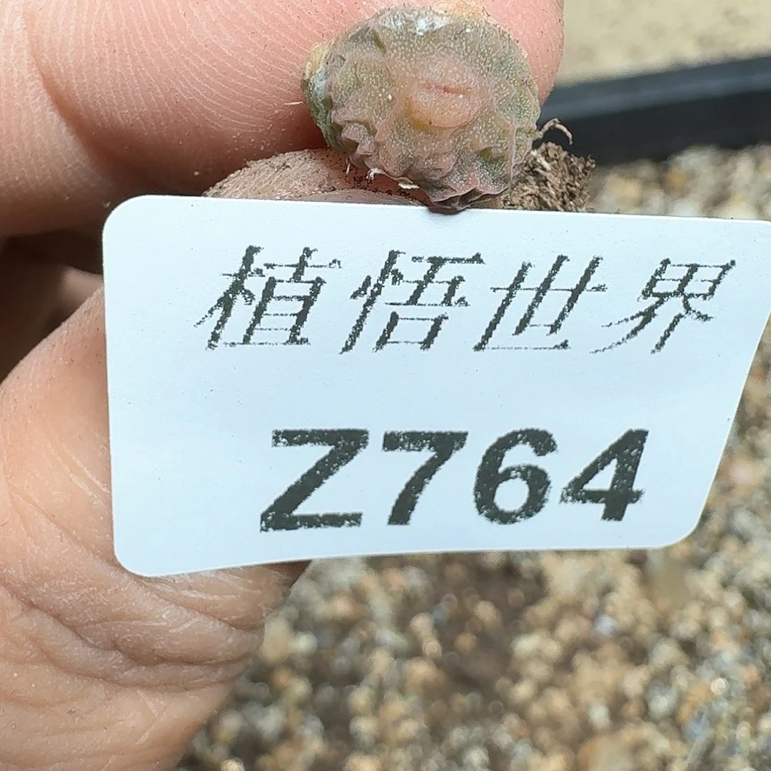 764号多肉植物哇f gb j