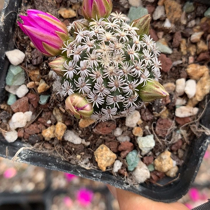 109 实生克氏丸3.2厘米