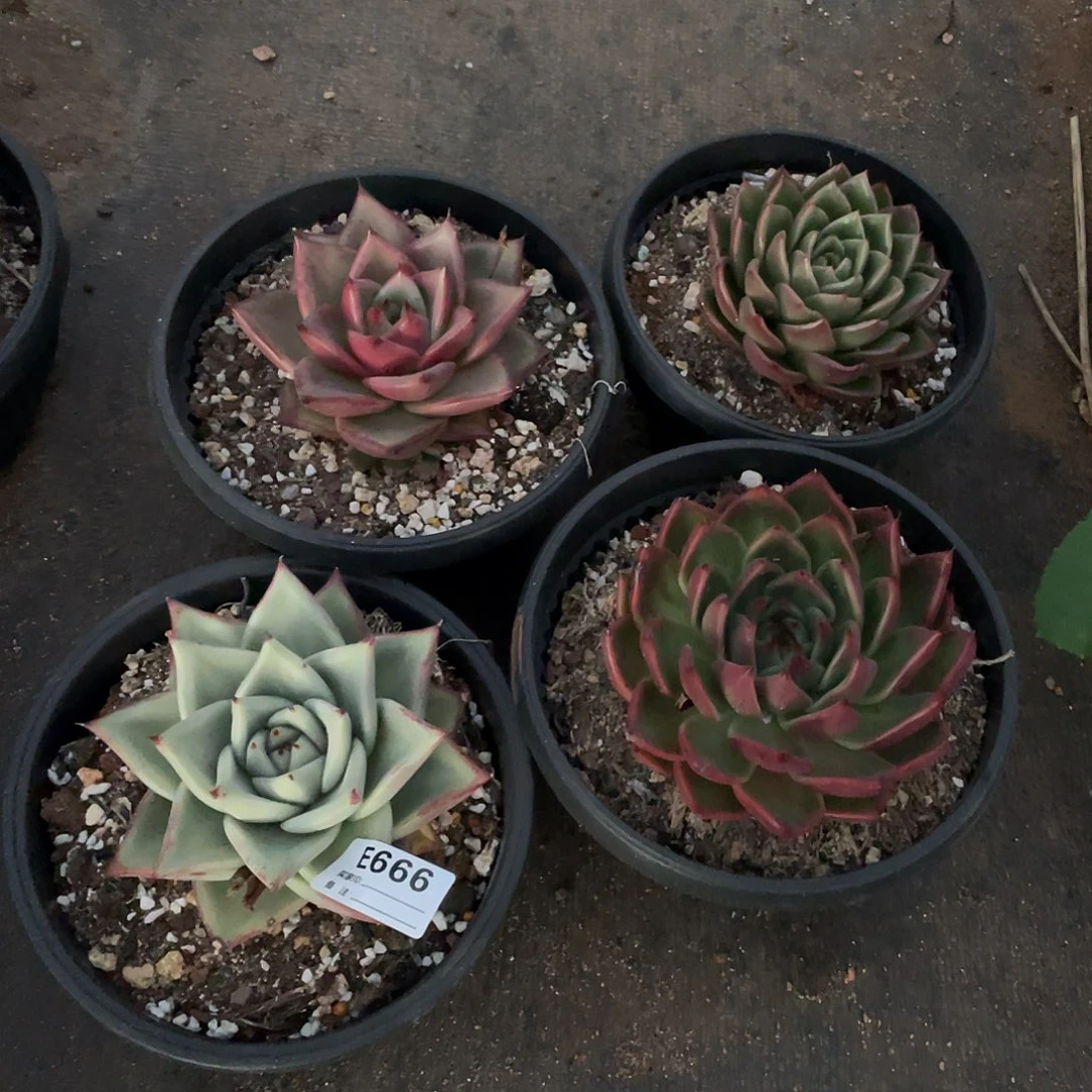 若如东云组拍E666