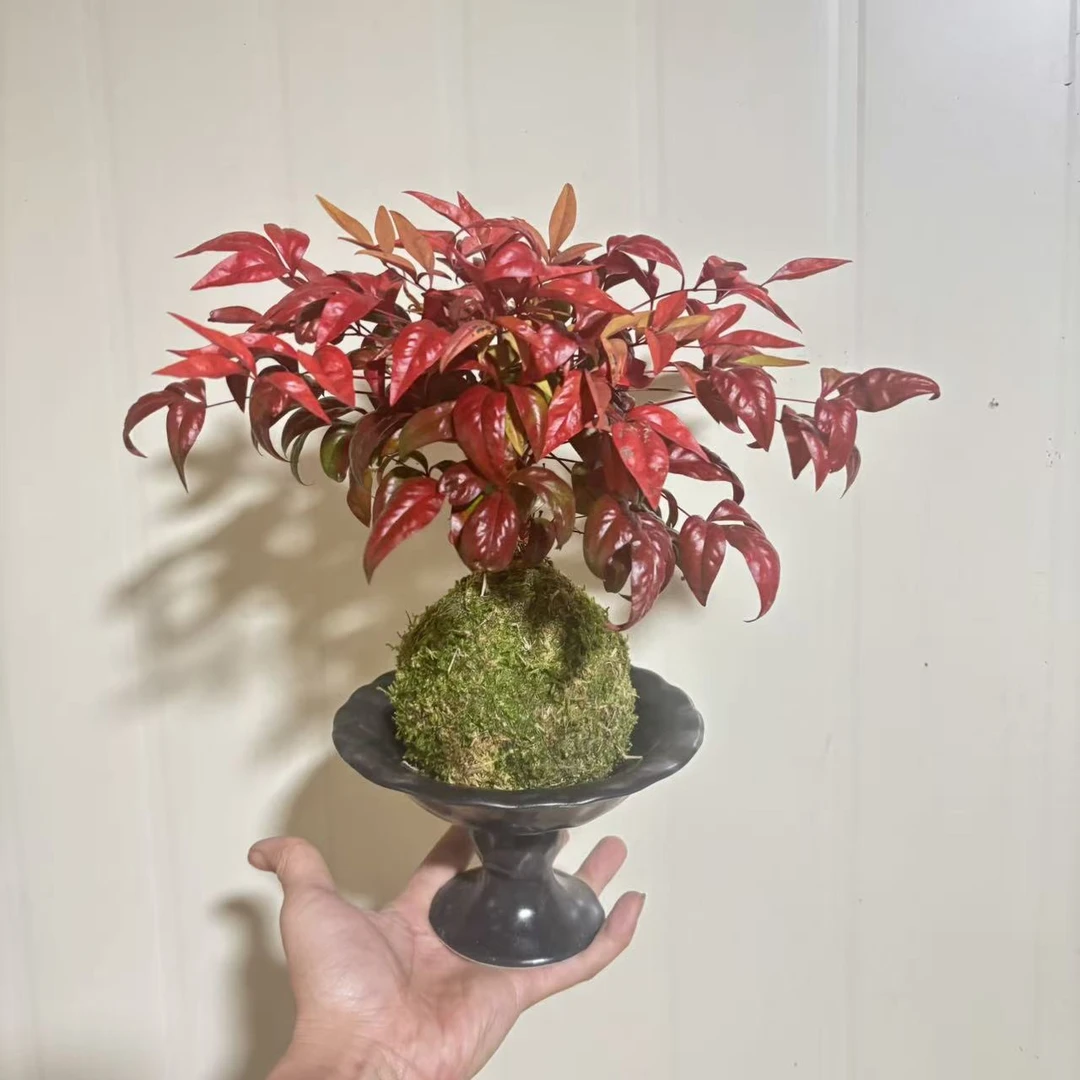 南天竹苔藓球室内绿植盆栽懒人花卉办公室桌面绿植