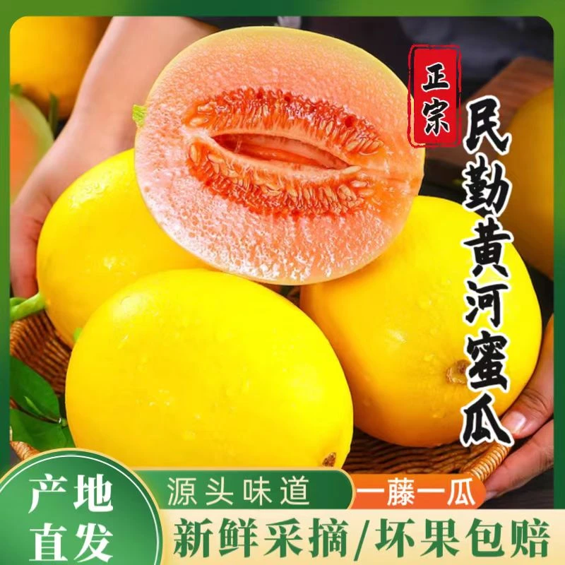 【视频同款】正宗甘肃民勤沙漠蜜瓜应季新鲜水果超甜黄皮香瓜金红宝