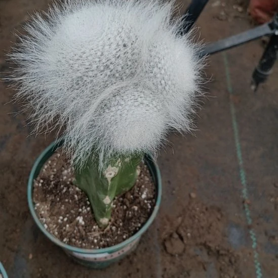 ✘***飞无花朵002玉翁脱土发货