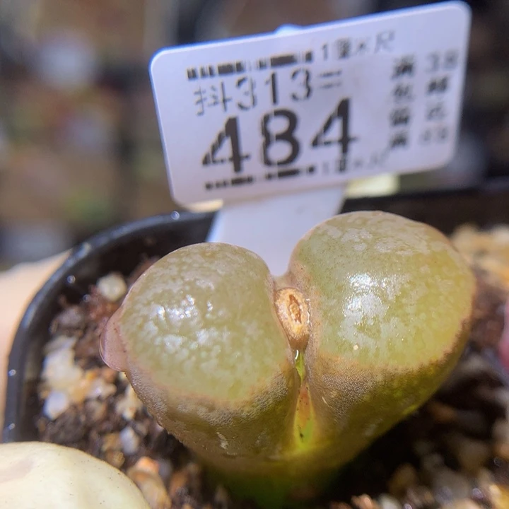 精品生石花313.484