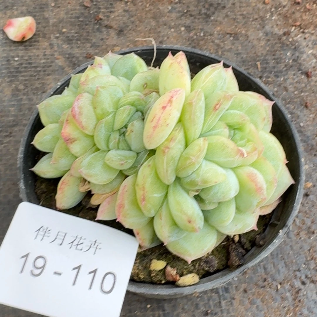 多肉杂交一物一拍19-110