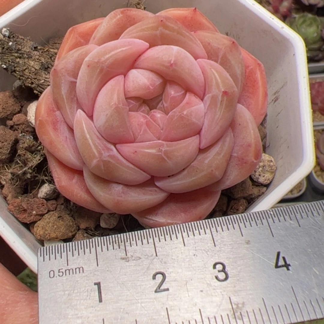?***琦782多肉植物组合盆栽