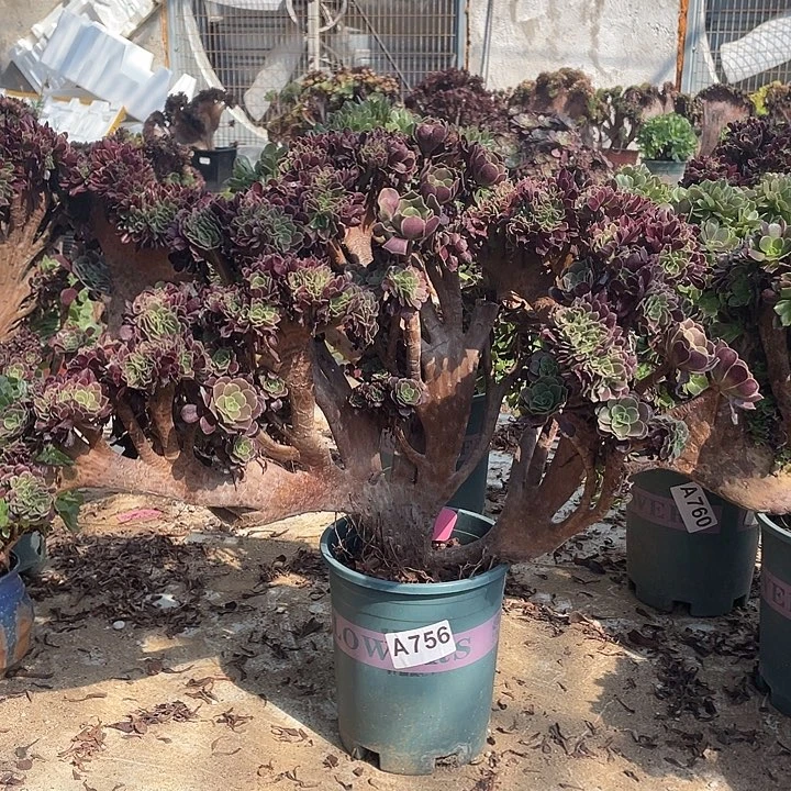 A756特价有伤欧紫缀化85-1脱土包邮