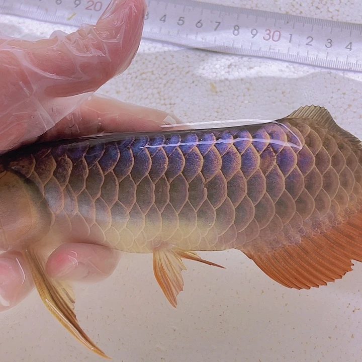 海水古典过背金龙