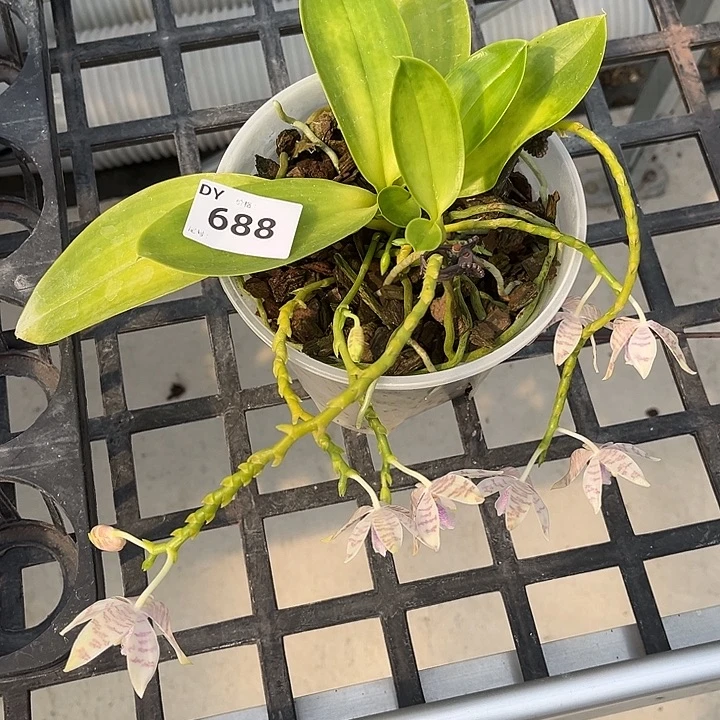 完全开放688号特价瑕疵苗根叶不好发货任何原因不售后