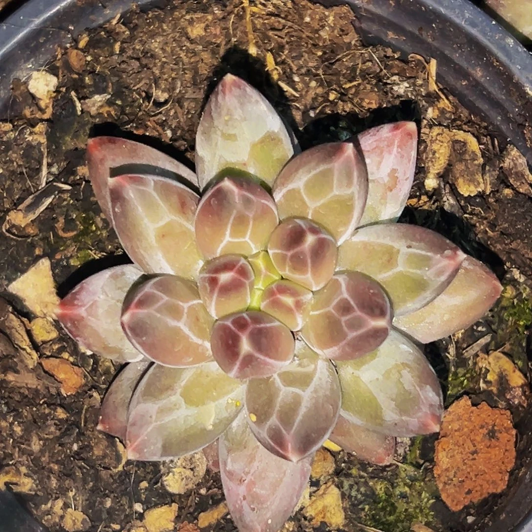 桔云多肉美人精品系列