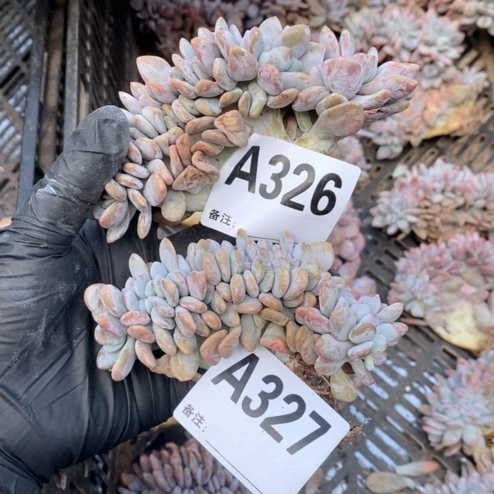 327.326 粉兔缀哇哇哇哇