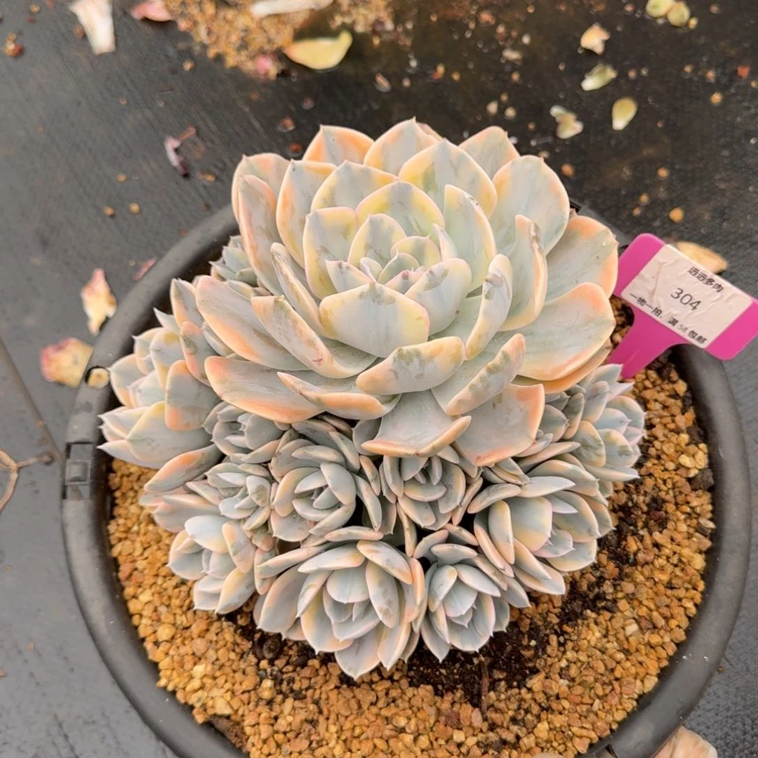 304安娜玫瑰锦捧花肉肉肉肉