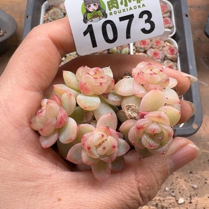 L*多肉植物多肉植物