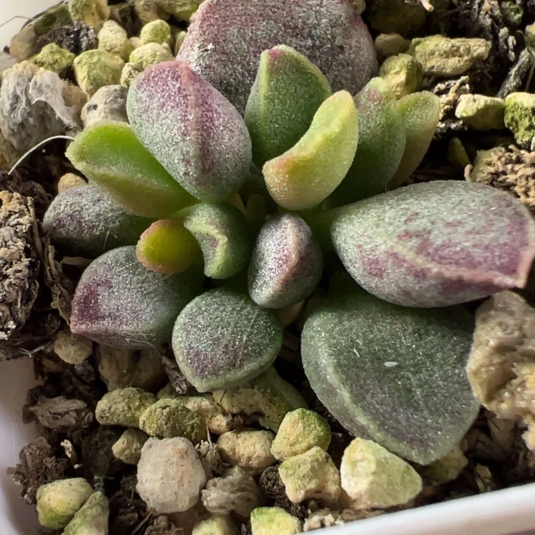 艾薇水泡多肉植物水泡