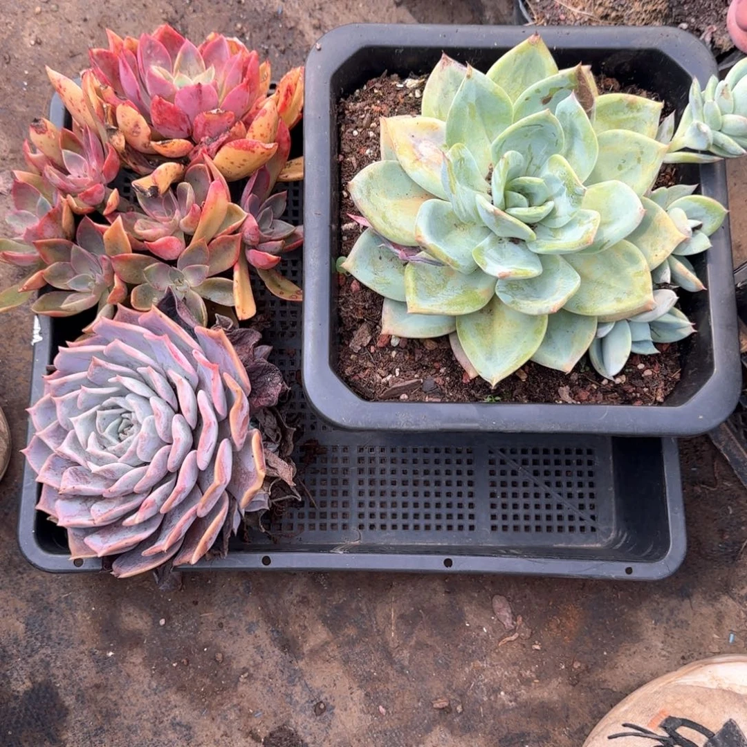 组合套餐多肉植物