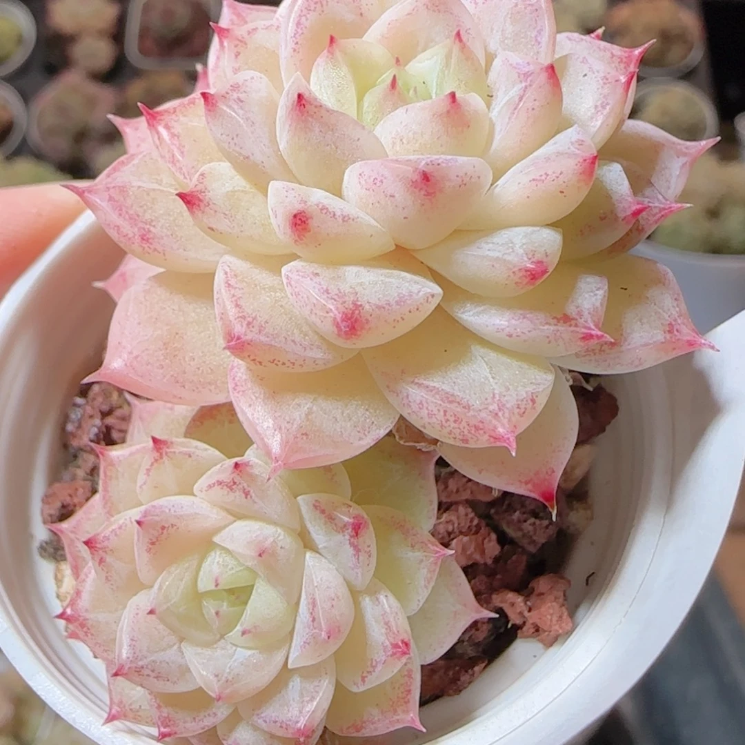 花语多肉1225-54散