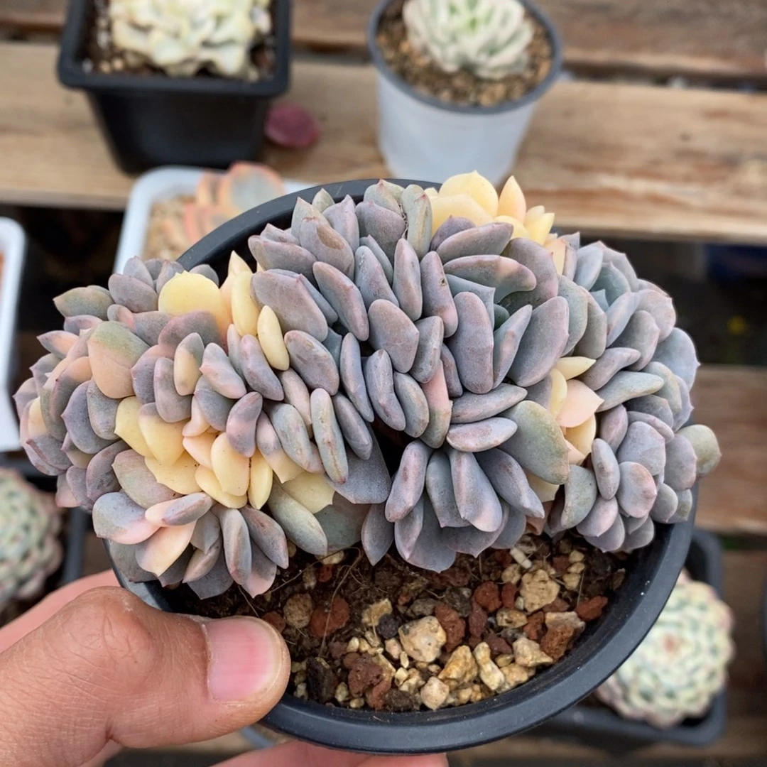 雪精灵锦多肉植物