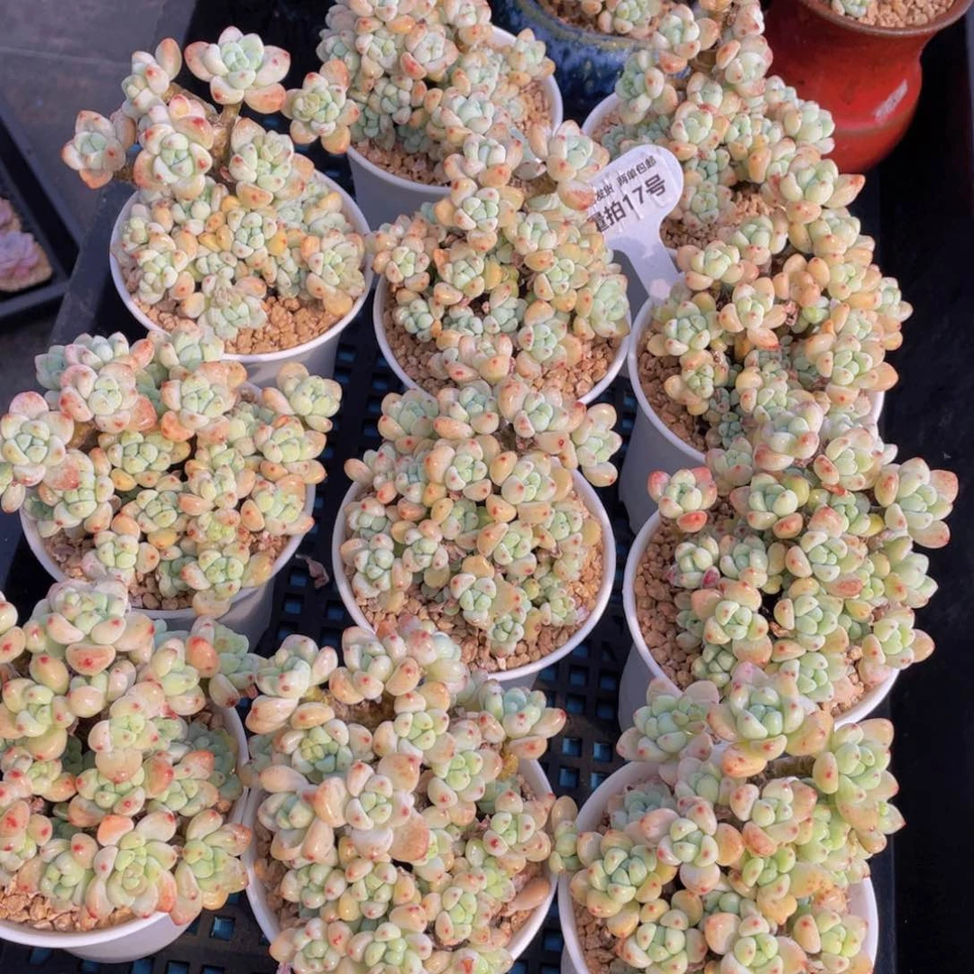 量拍17号果冻罗琦老桩大群生一个