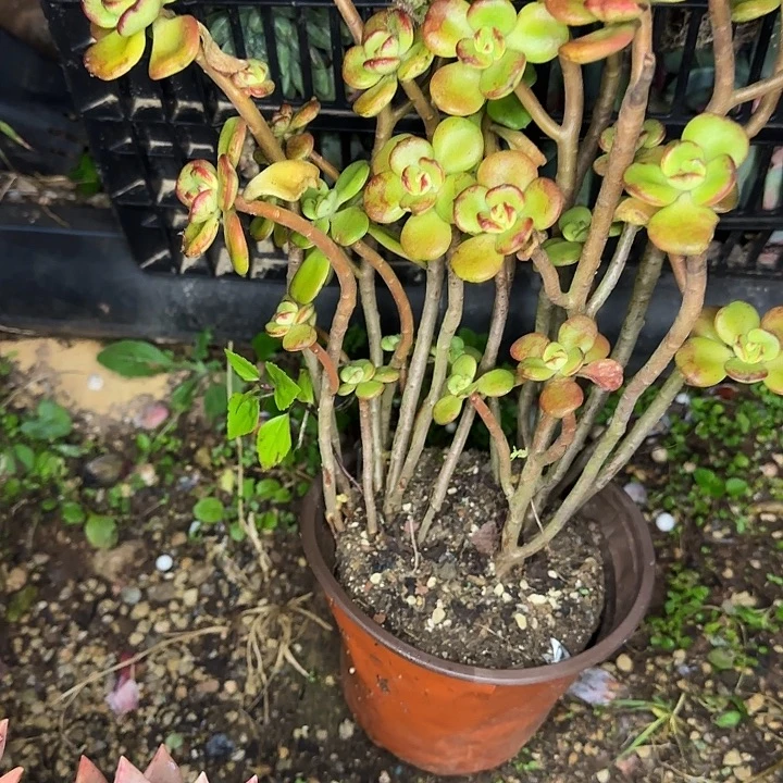 清***~多肉植物一物一拍小叶红梅742