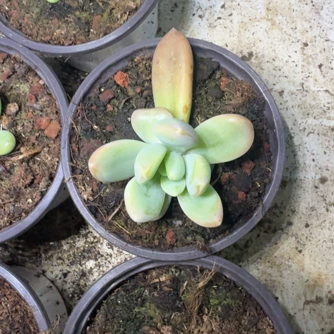 朵唯奇 叶插 一物一拍