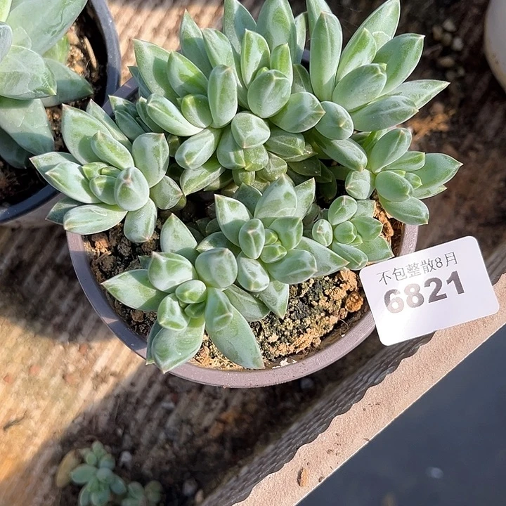 阿雅园艺。        6821