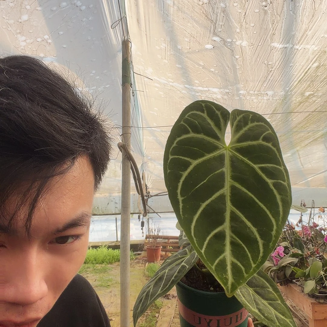 完全开放四号帝王花烛