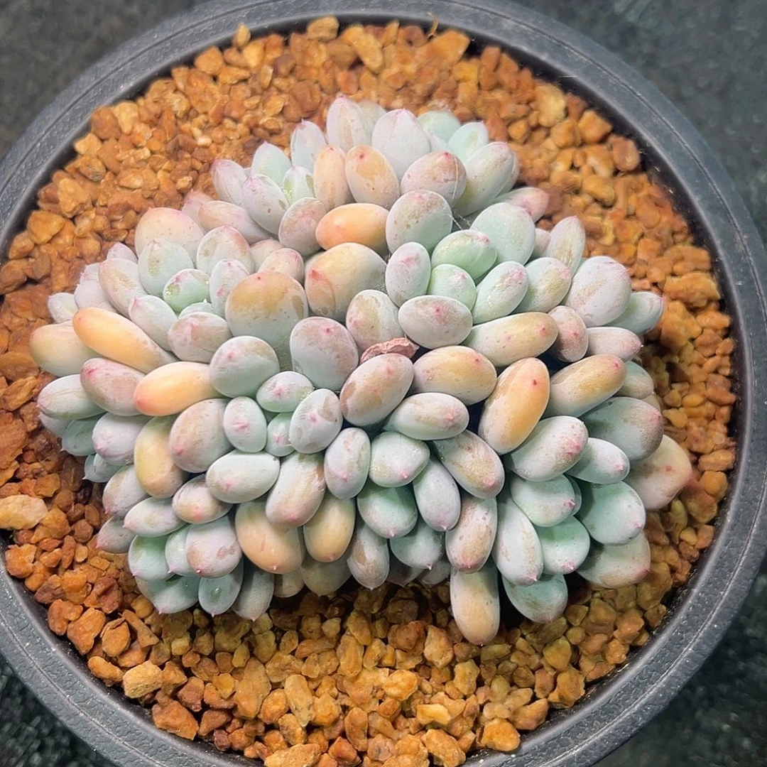 1103140 香香雪美人10头无砍精控短叶