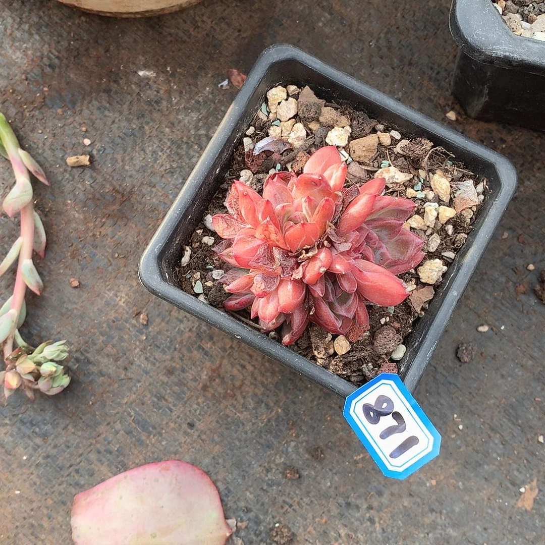 871香槟 一物一拍多肉