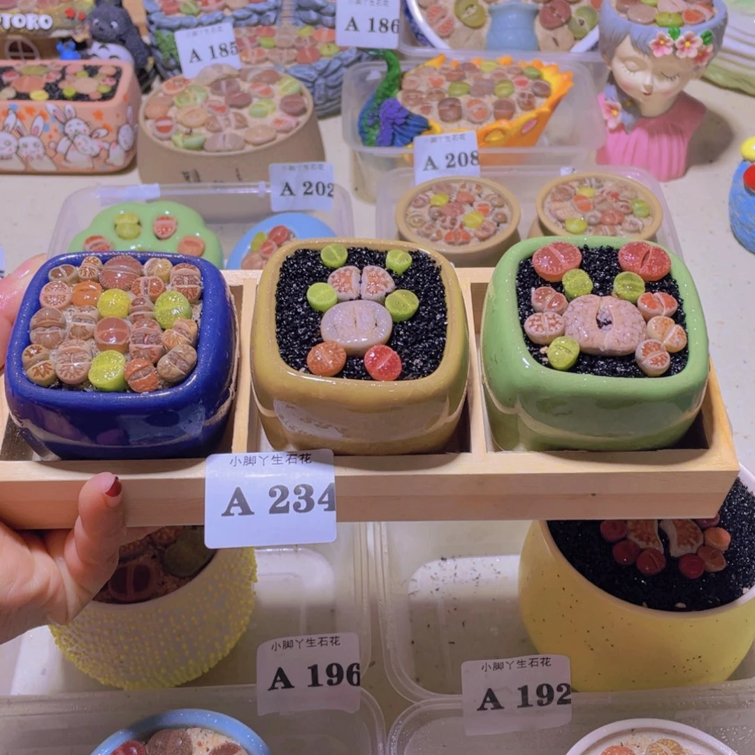 234生石花生石花属植物