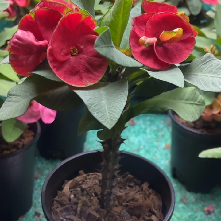 泰品嫁接一物一拍