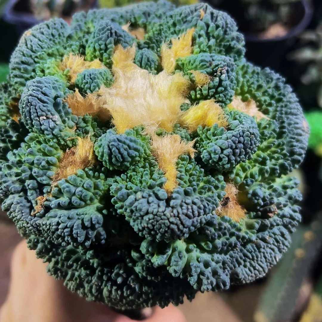 ꧁***꧂无花朵哥斯拉连山牡丹821