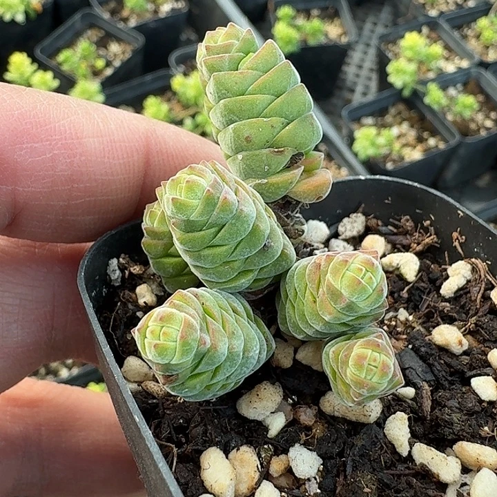 729玉椿脱土发货自根