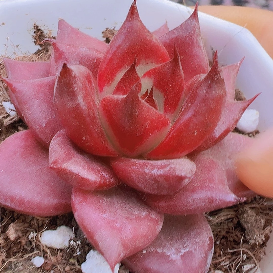 红灵魂19包邮多肉植物