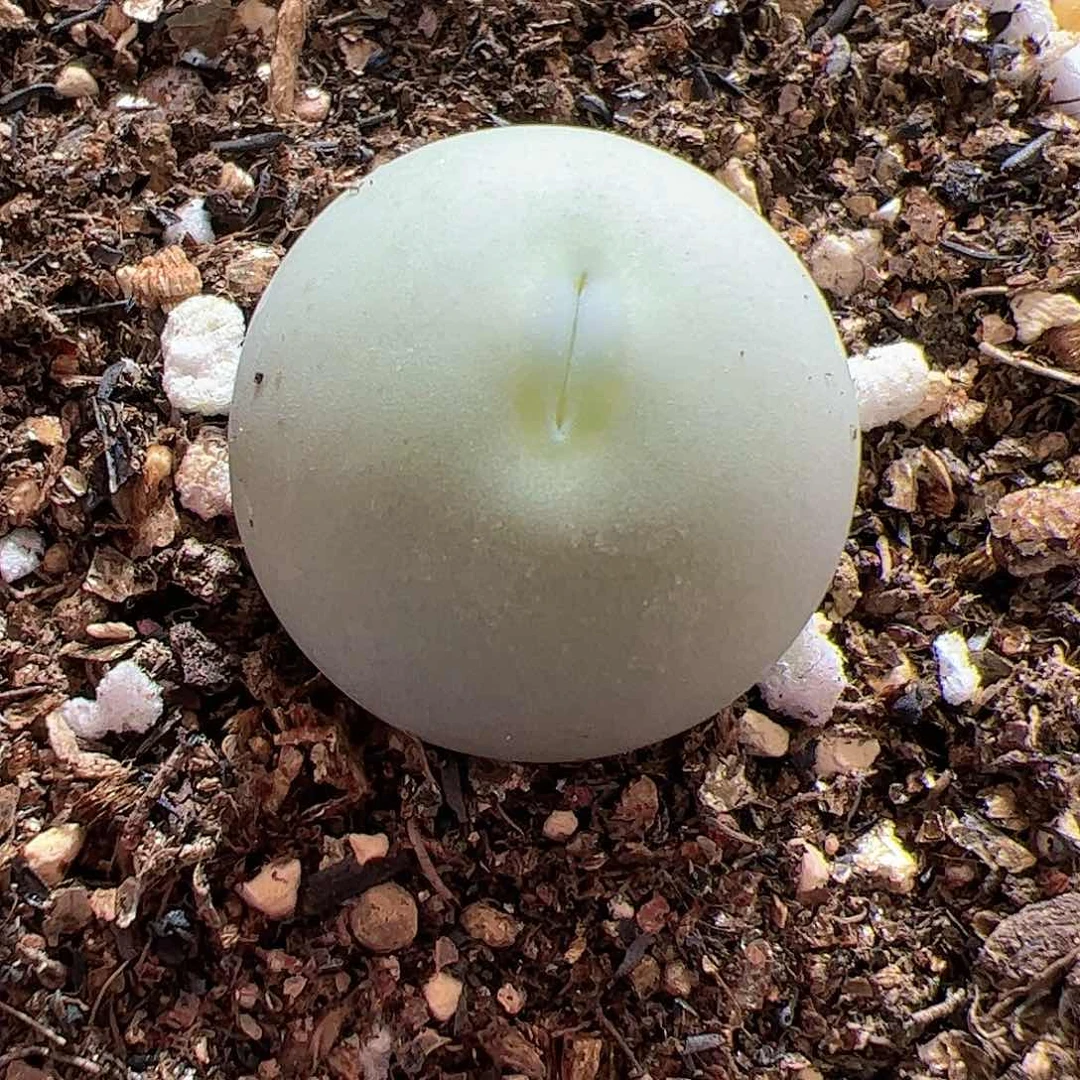 【闪购商品】106 鸽子蛋