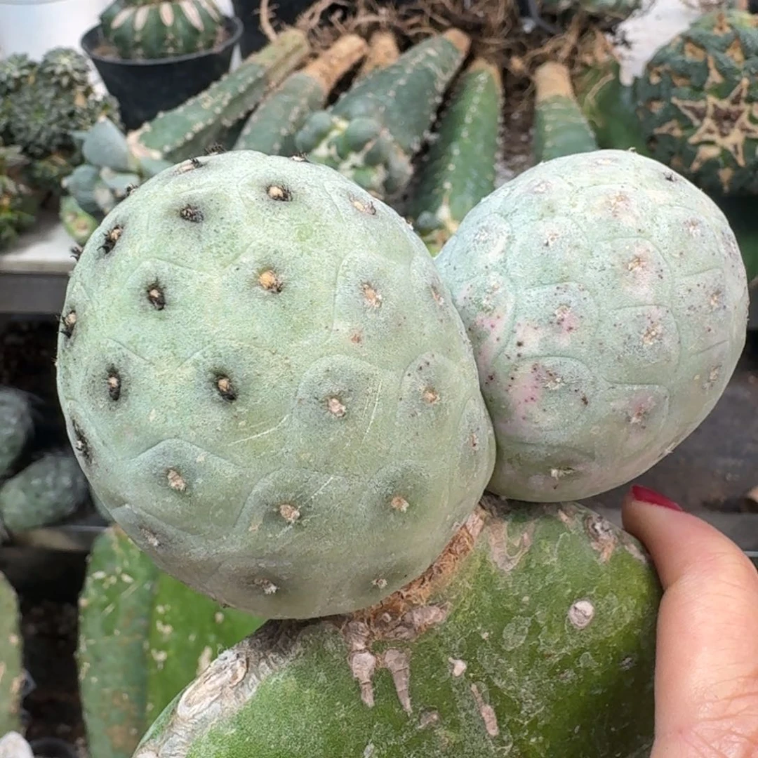 【闪购商品】无花朵福利双头大型龙蛋习志野