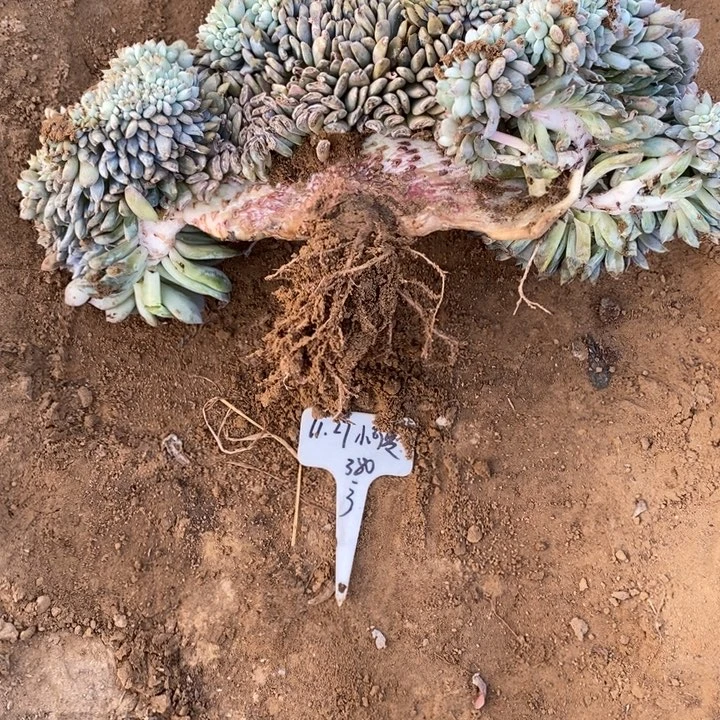 福多多花卉园艺星影