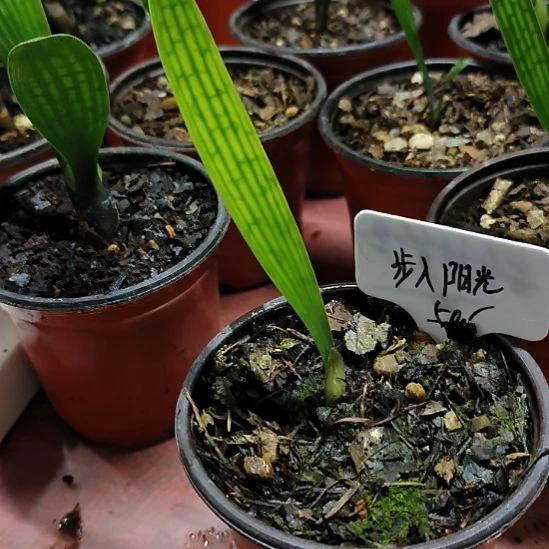 步***光完全开放君子兰繁育基地
