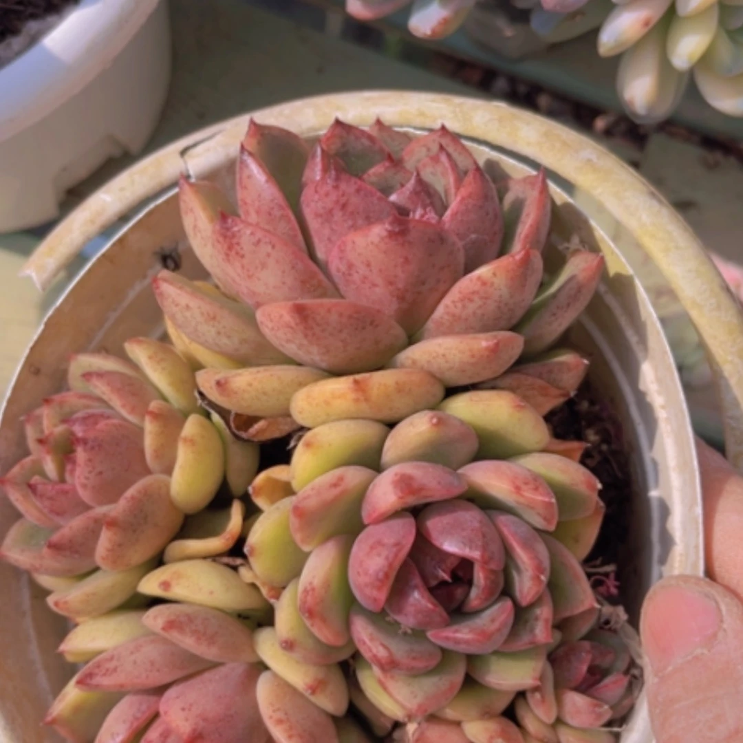 【闪购商品】蓝莓08144