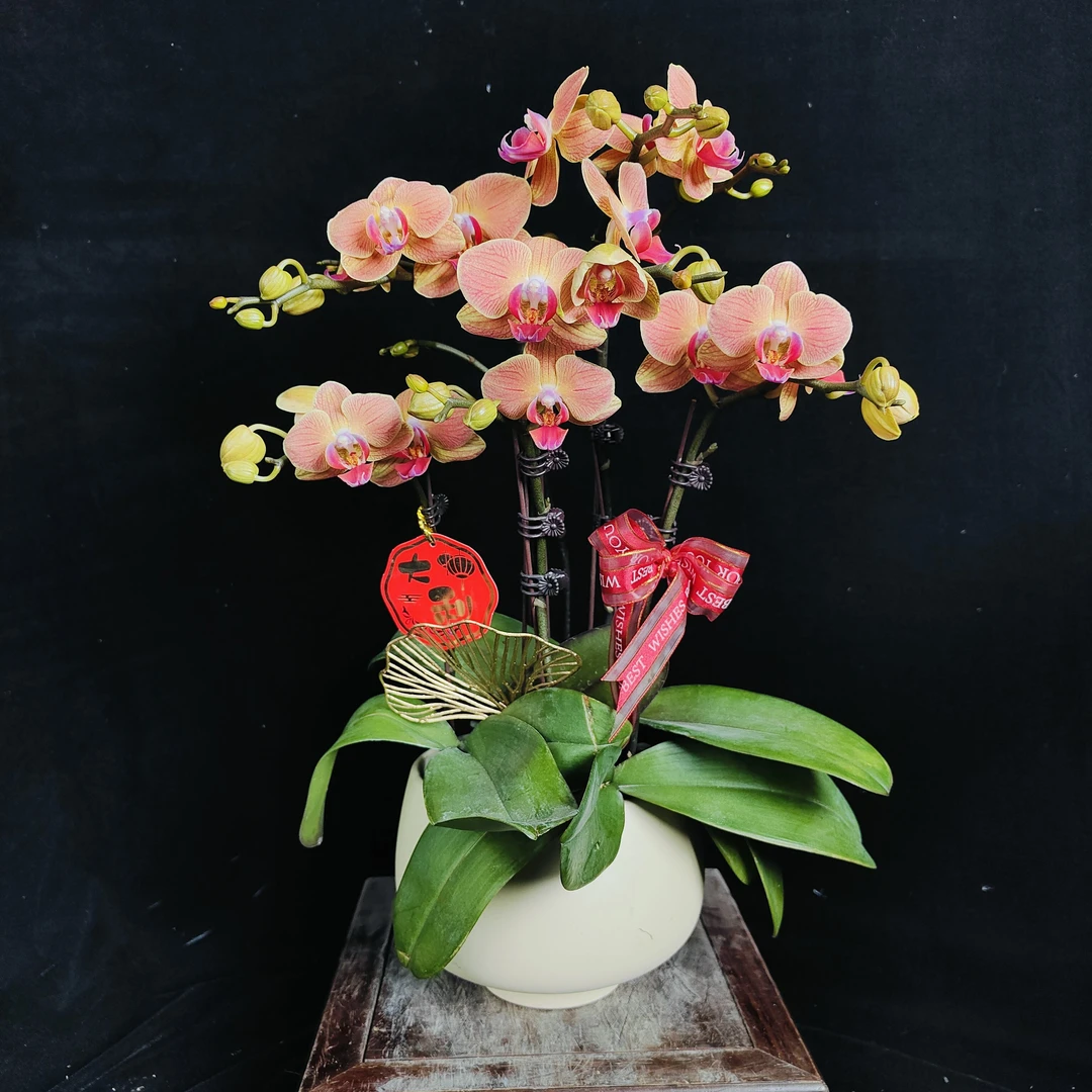 【称心如意】蝴蝶兰 兰花盆栽开花株 四季好养护绿植叶片