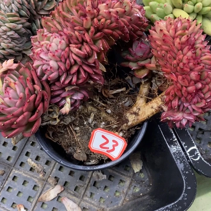 ?*天一物一拍绿意多肉23