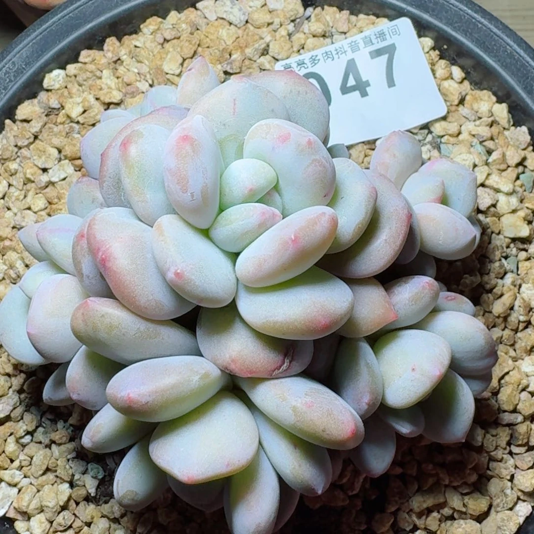 香橙         多肉植物